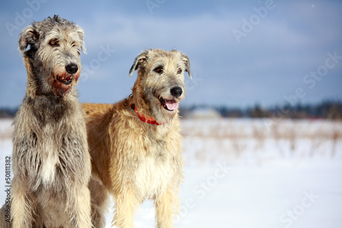 two irish wolfhound dog in winter field