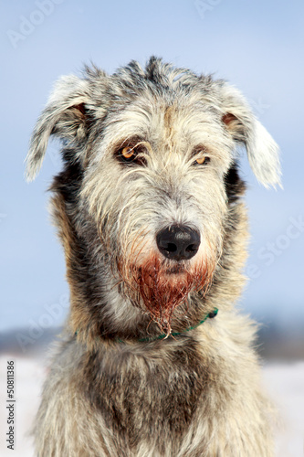 irish wolfhound dog portrait