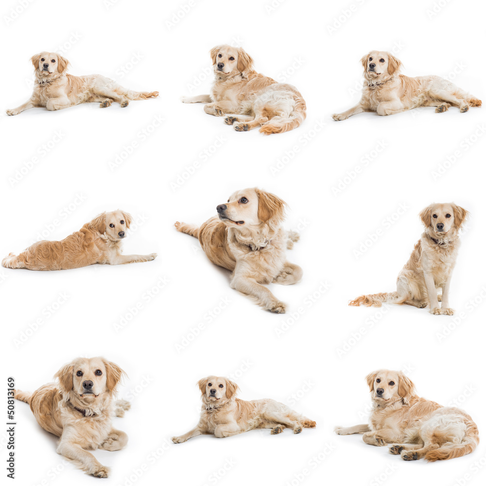 collection of nine cute dog