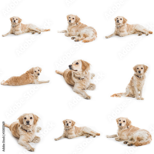 collection of nine cute dog
