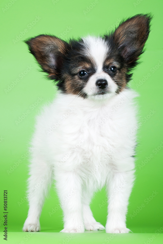 adorable papillon puppy on green background