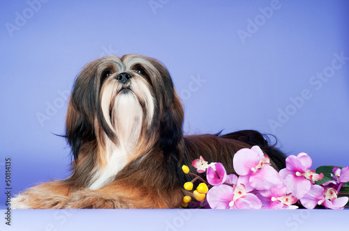 lhasa apso dog with orchid flowers