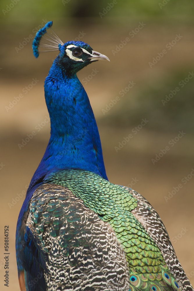 Naklejka premium Retrato de Pavo real