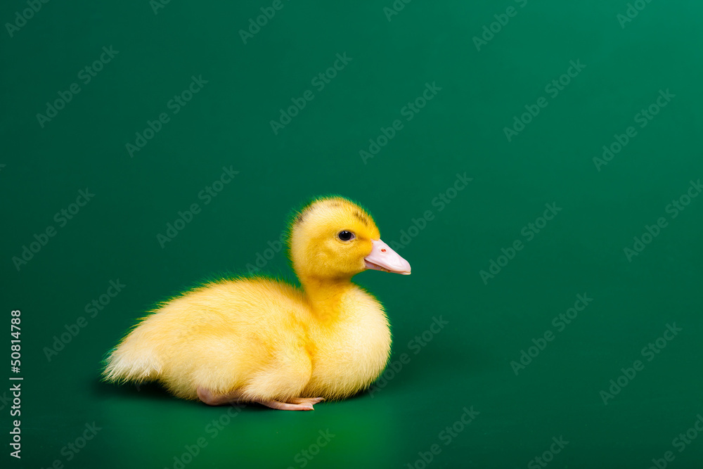 Little duck on green background Little duck on green background
