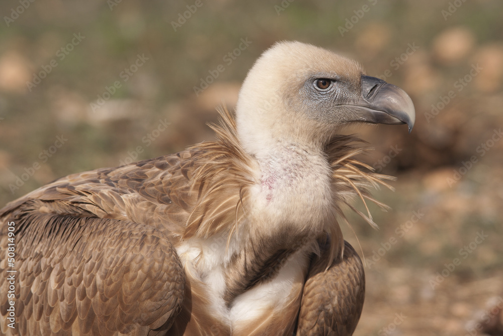 Buitre leonado (Gyps fulvus)