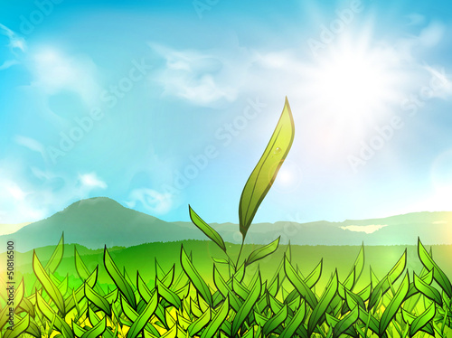 Tea Plantation