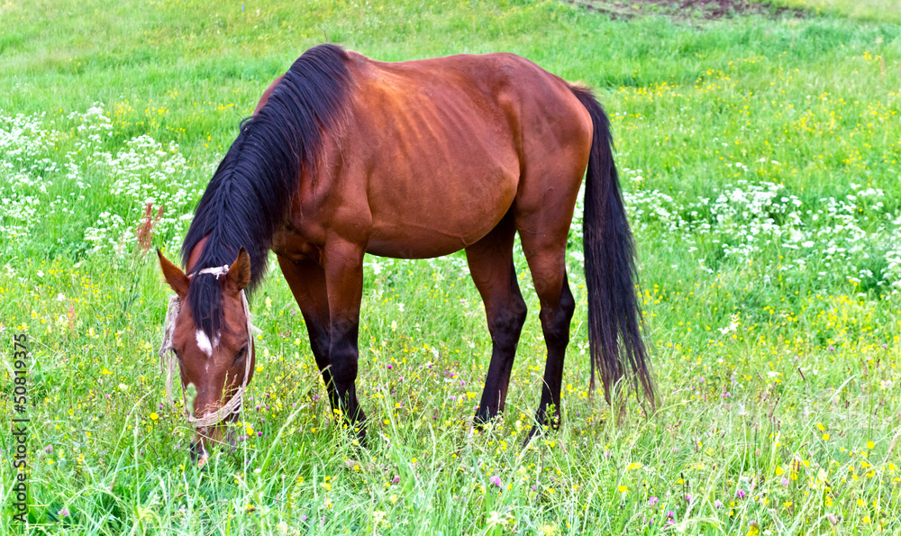 Horse on green grass meadow