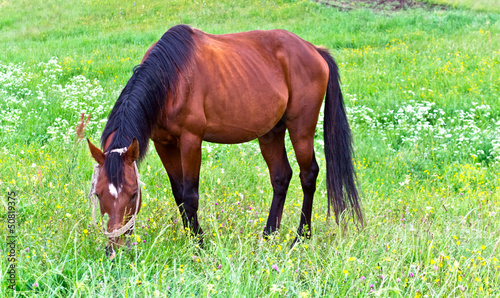 Horse on green grass meadow