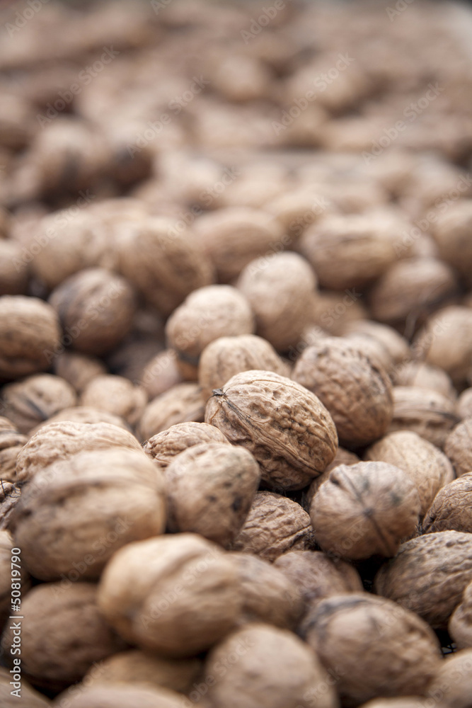 Walnuss - Juglans regia