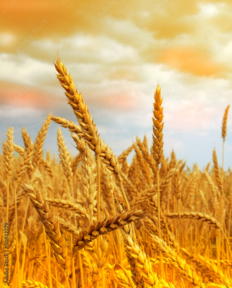 Fototapeta premium wheat field