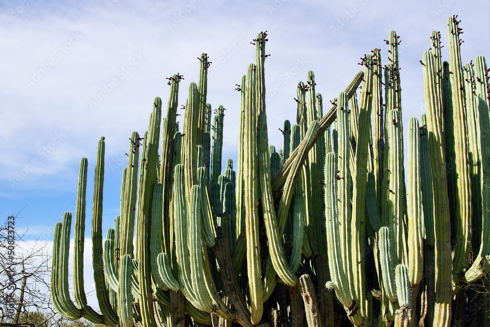 cactus candélabre Stock Photo | Adobe Stock