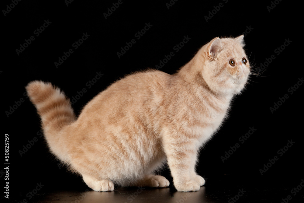 Exotic shorthair cat. Exotic domestic cat on black background. Exotic shorthair cat. Exotic domestic cat on black background.