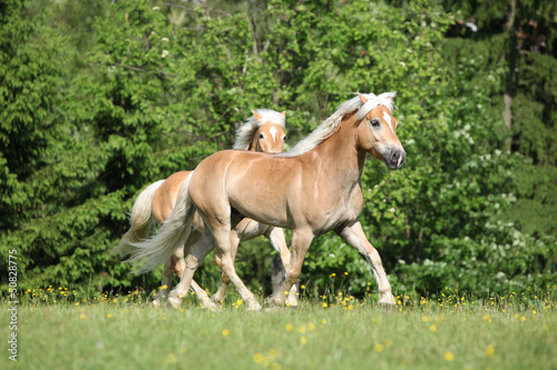 Two Haflingers Running