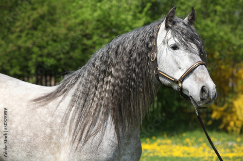 Fototapeta Naklejka Na Ścianę i Meble -  Carthusian Horse The Purest Line Of Pura Raza Espanola