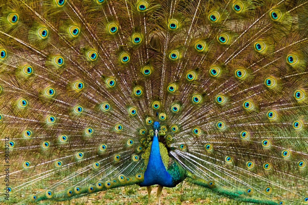 Obraz premium Beautiful peacock feathers.