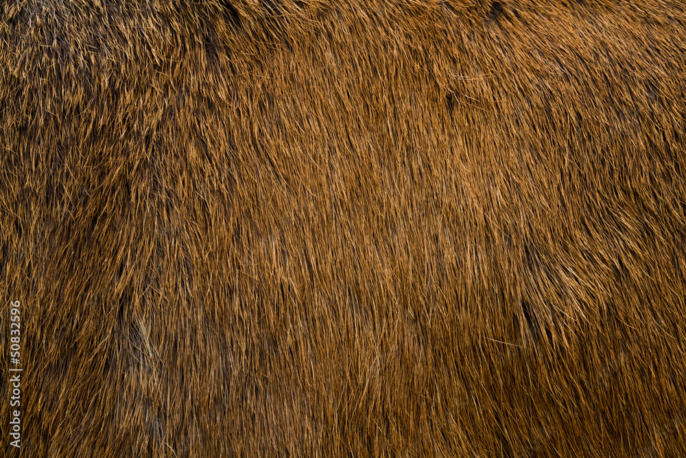 Naklejka premium Animal fur texture.