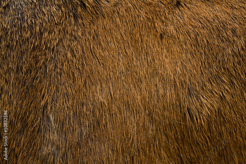 Animal fur texture.