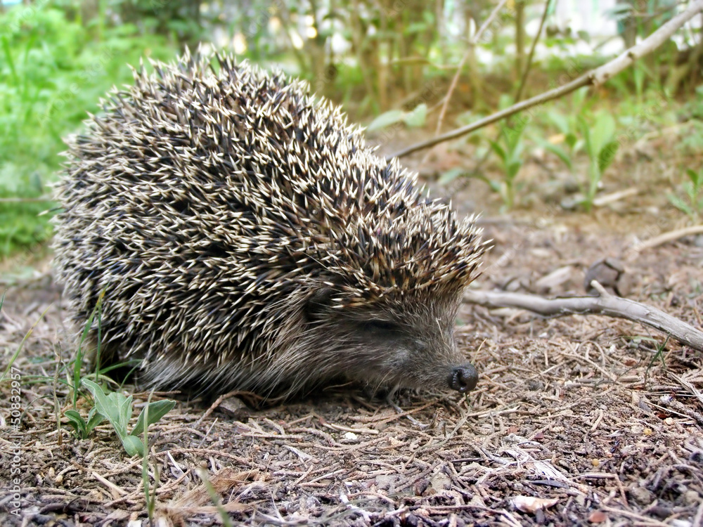 Hedgehog hiding in grass in the summer field Hedgehog hiding in grass in the summer field