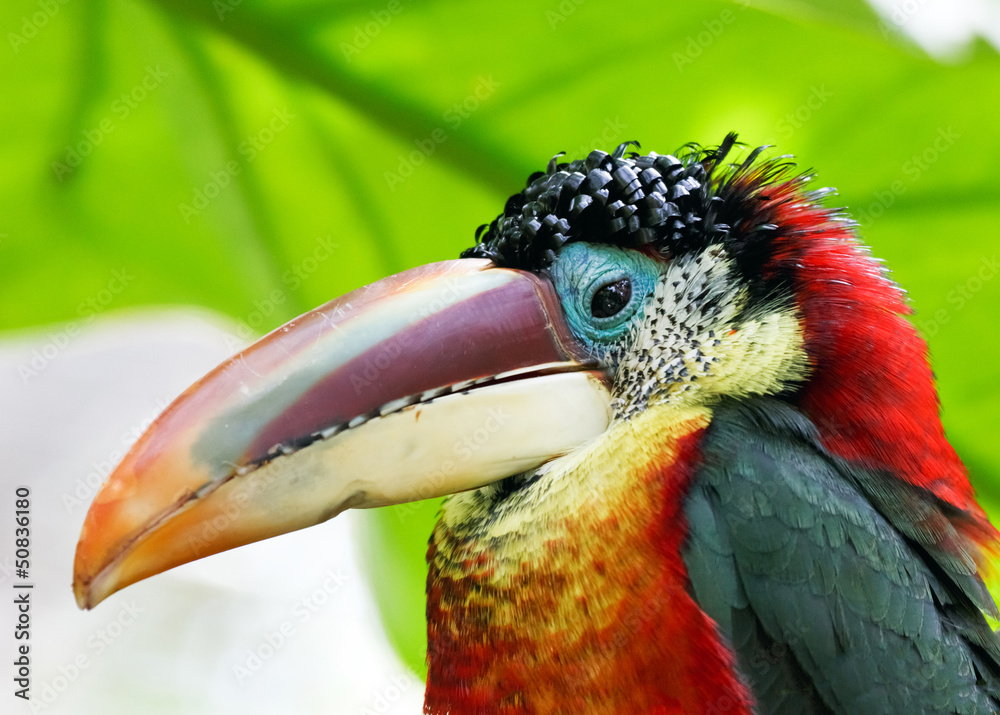 Obraz premium tropical bird