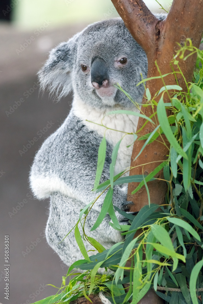 Fototapeta premium koala