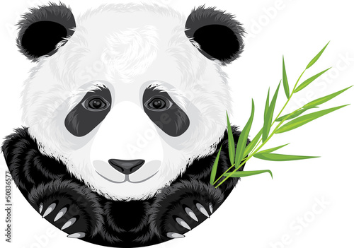 Fototapeta Naklejka Na Ścianę i Meble -  Panda with bamboo branch