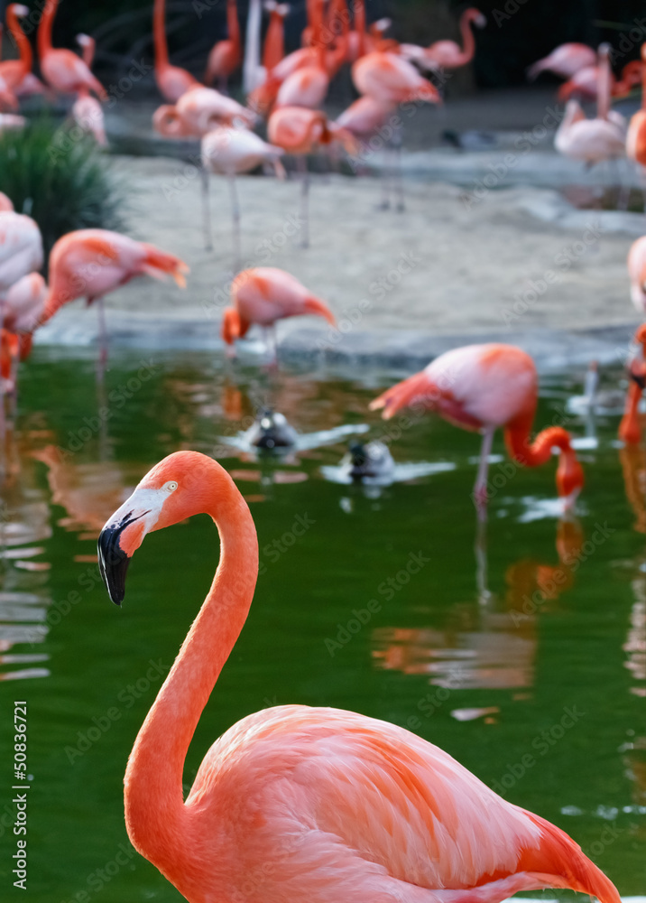 flamingo flamingo