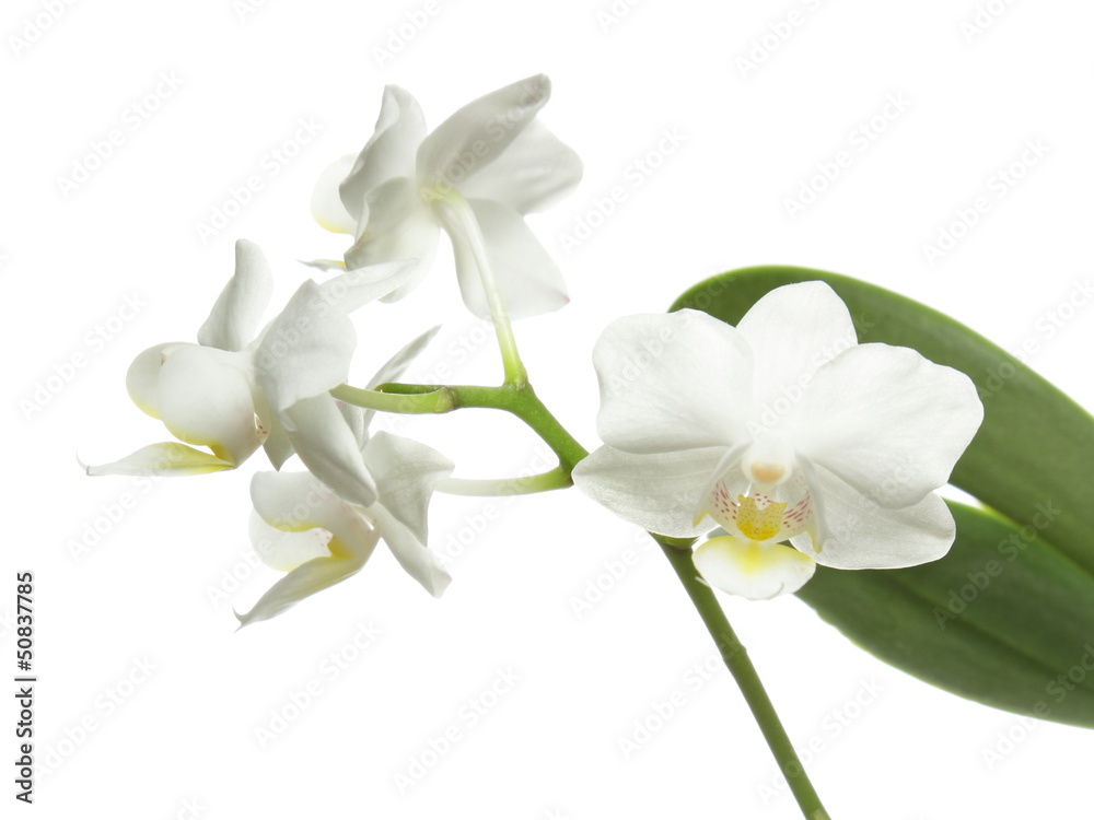 Obraz premium White orchid on white