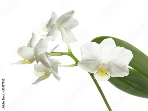 White orchid on white