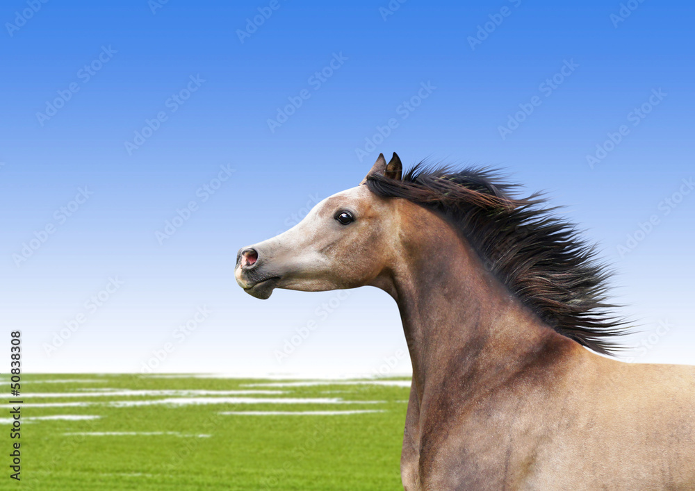 Obraz premium Frühling.Pferd.