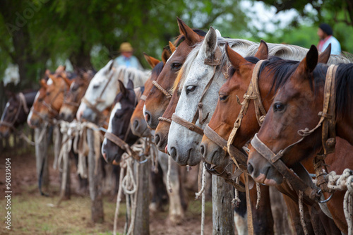 Horses at gaucho festival, Argentina © sunsinger