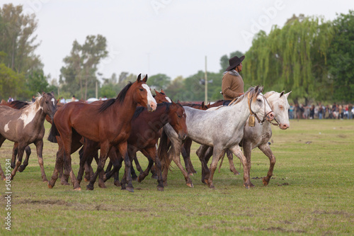 Fototapeta Naklejka Na Ścianę i Meble -  Horses at gaucho festival, Argentina