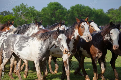 Horses at gaucho festival, Argentina © sunsinger