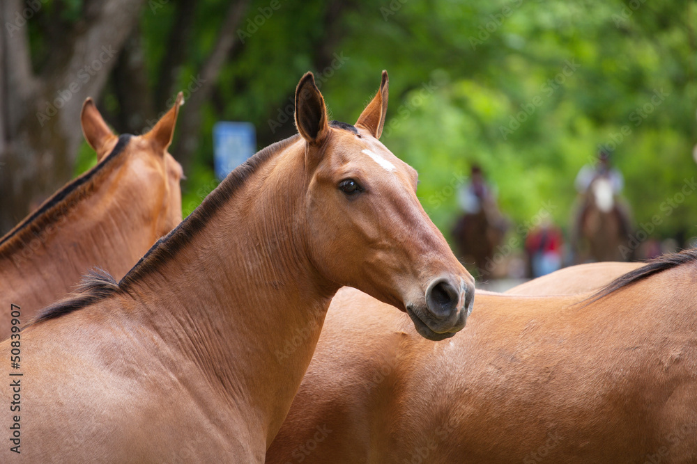 Obraz premium Horses at gaucho festival, Argentina