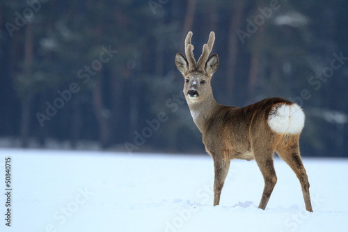 Wallpaper Mural roe Torontodigital.ca