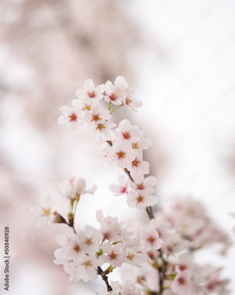 sakura flower