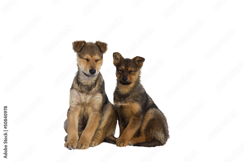 Fototapeta premium two homeless puppy