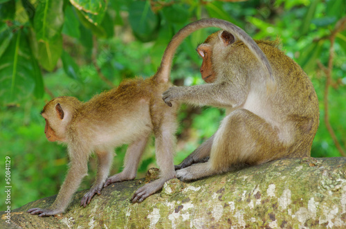 monkey