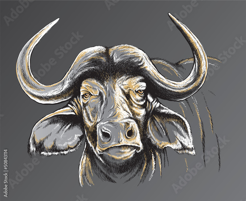 Sketch of an African Buffalo's face