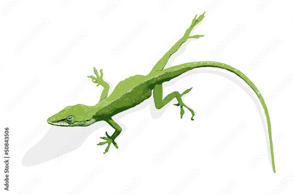 Naklejka premium Anolis Echse grün