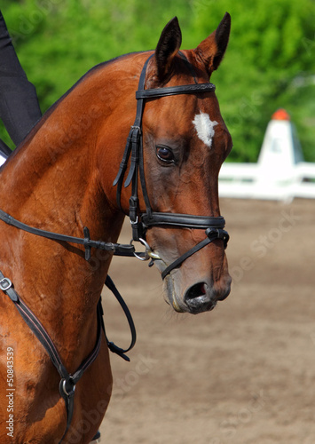Thoroughbred race horse portrait © horsemen