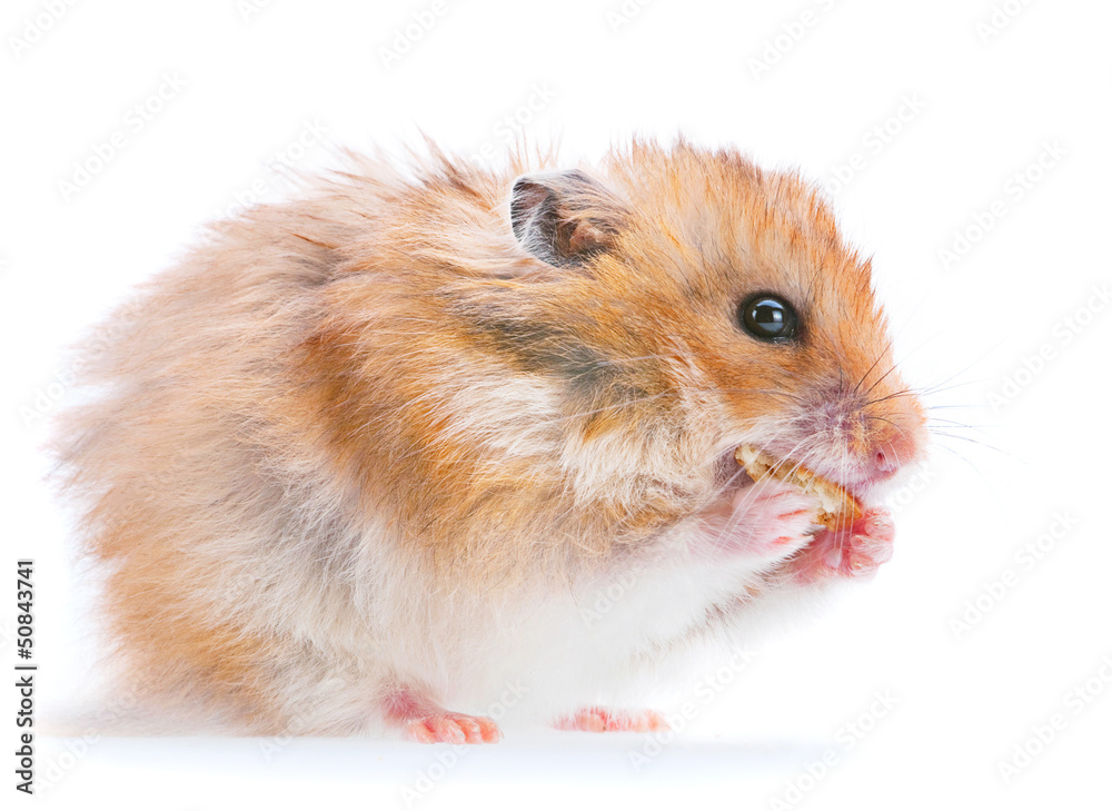 Hamster eating cookies
