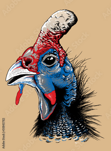 Vector sketch of a helmeted guinea fowl's head