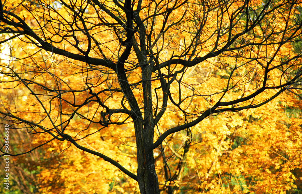 Dark tree silhouette in front of yellow autumn leaves