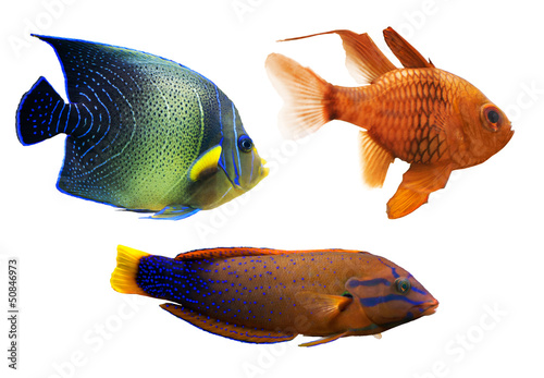 set of three small tropical fishes