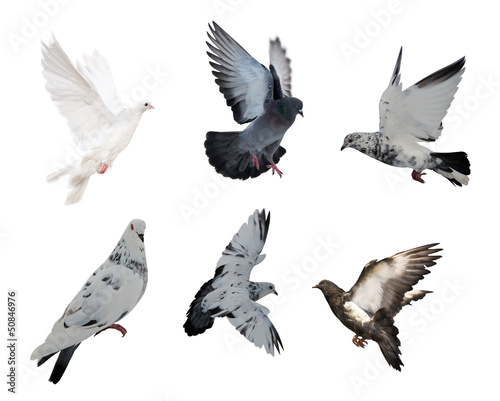isolated on white six doves
