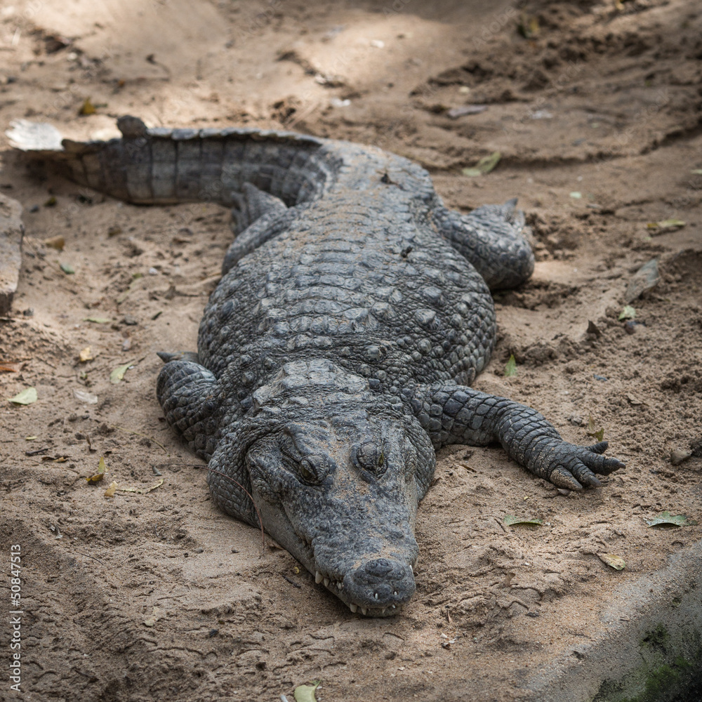 Obraz premium Crocodile