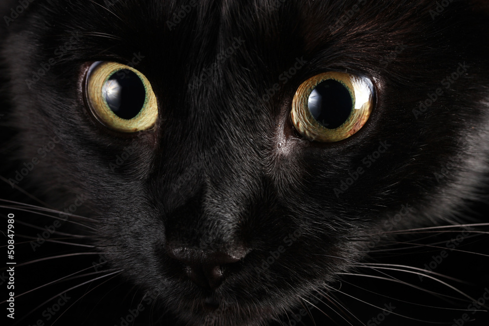 Black cat, close up