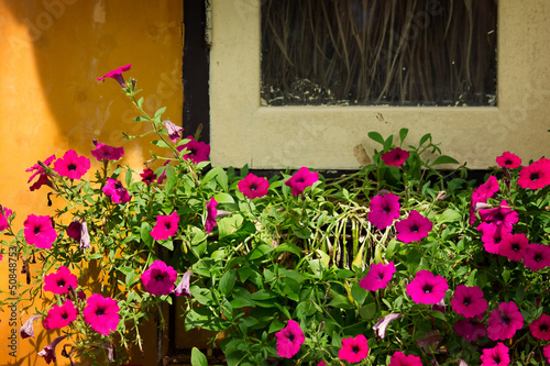 Fototapeta Naklejka Na Ścianę i Meble -  Bougainvillea flowers near abandoned window