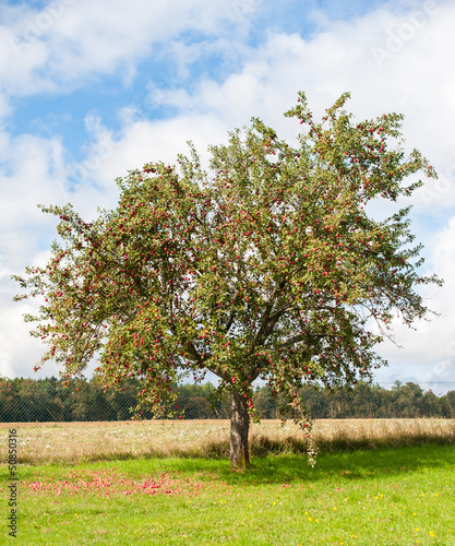 Apple tree