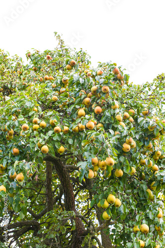 Pear on white